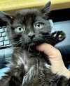 CAT-Veronica - Photo 2