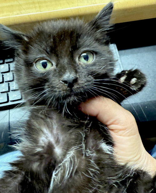 CAT-VERONICA - Domestic Medium Hair available for adoption