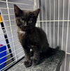 CAT-Veronica - Photo 1