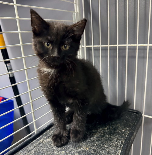 picture of the cat needing adoption
