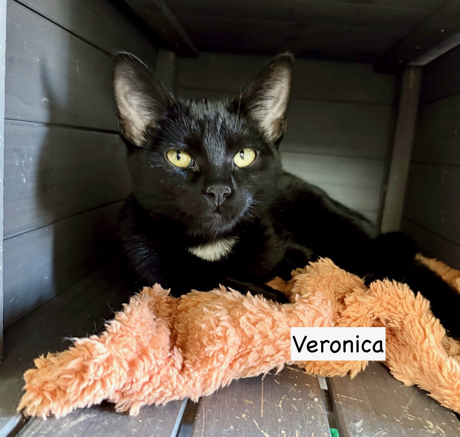 CAT - Veronica Image