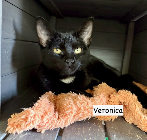 CAT-VERONICA - Domestic Medium Hair available for adoption