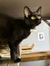 CAT - Veronica - Photo 3