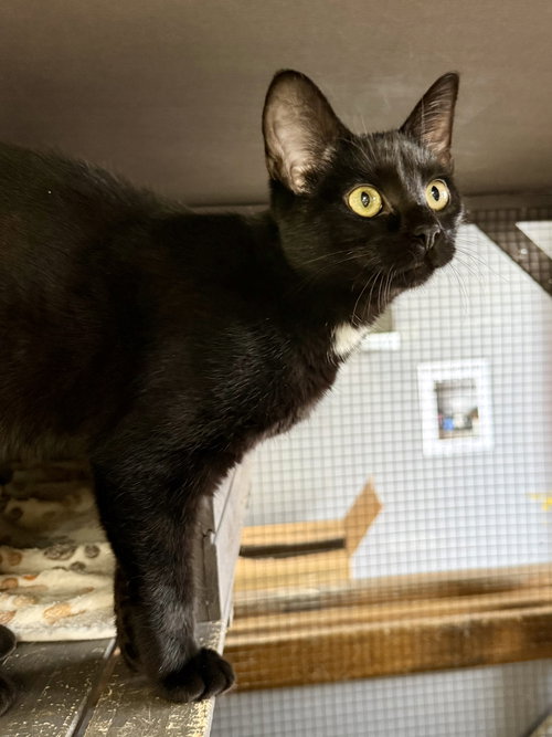 picture of the cat needing adoption