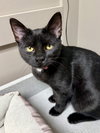 CAT - Veronica - Photo 1