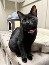 CAT - Veronica - Photo 2