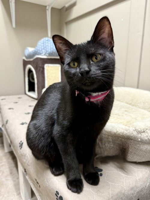 CAT - VERONICA - Domestic Short Hair available for adoption
