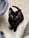 CAT - Veronica - Photo 1