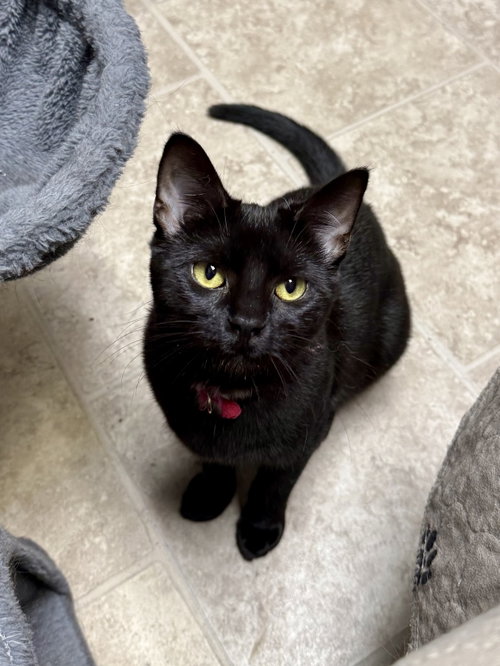 CAT - Veronica