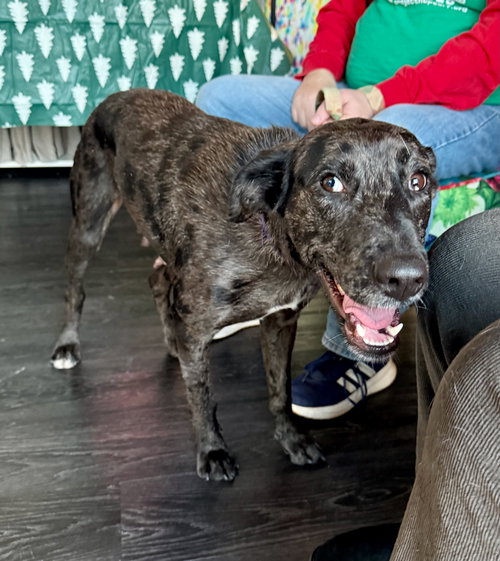 picture of the dog needing adoption