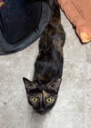 CAT-Marigold - Photo 3