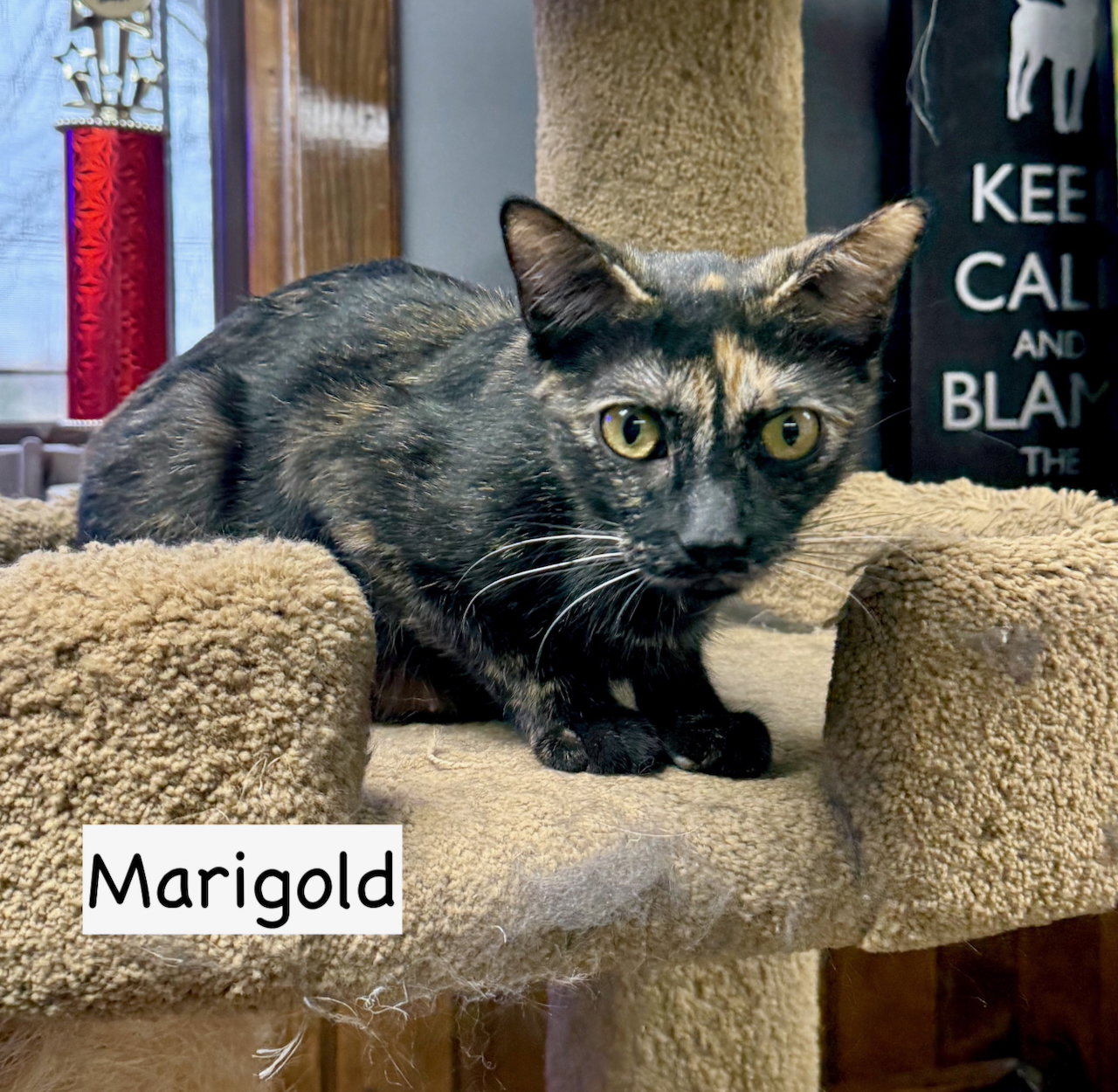 CAT-Marigold