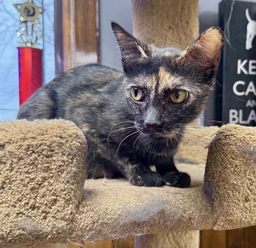 CAT-MARIGOLD - Tortoiseshell / Domestic Short Hair available for adoption