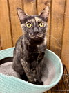 CAT - Marigold - Photo 4