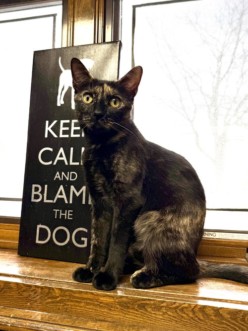 CAT - MARIGOLD - Domestic Short Hair / Tortoiseshell available for adoption