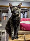 CAT - Marigold - Photo 1