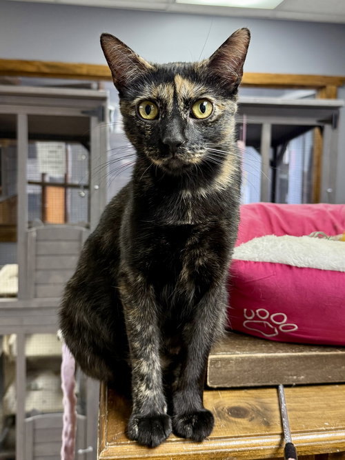 picture of the cat needing adoption