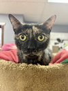 CAT - Marigold - Photo 3