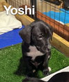 YOSHI - Photo 9