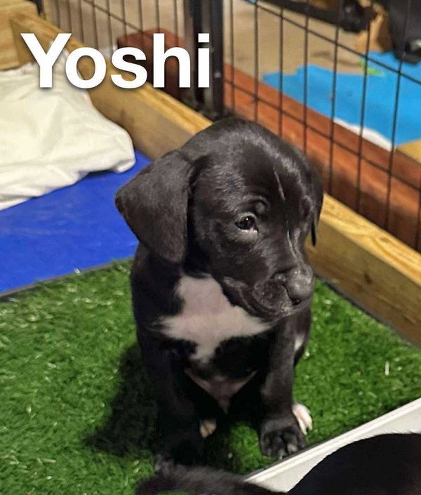 YOSHI