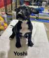 YOSHI - Photo 8
