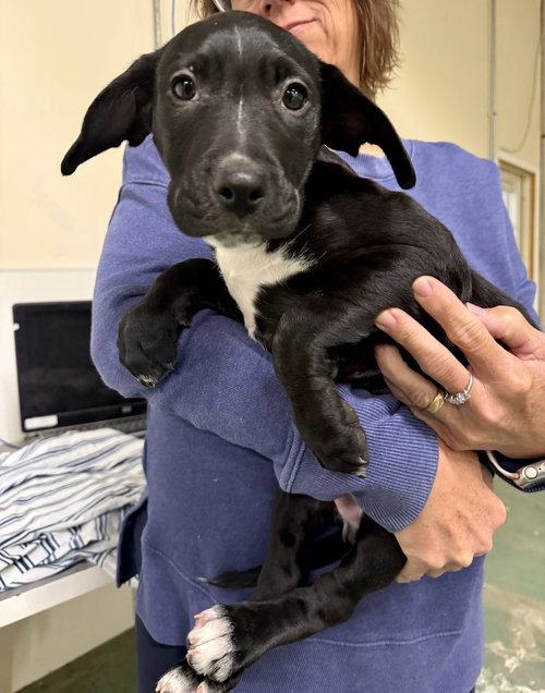 picture of the dog needing adoption