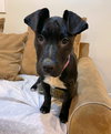 YOSHI - Photo 4