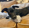 YOSHI - Photo 5
