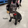 YOSHI - Photo 3