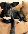 YOSHI - Photo 1