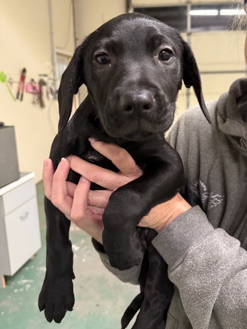 picture of the dog needing adoption