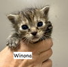 CAT-WINONA - Photo 5