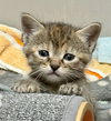 CAT-WINONA - Photo 4