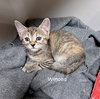 CAT-WINONA - Photo 3