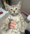 CAT-WINONA - Photo 2