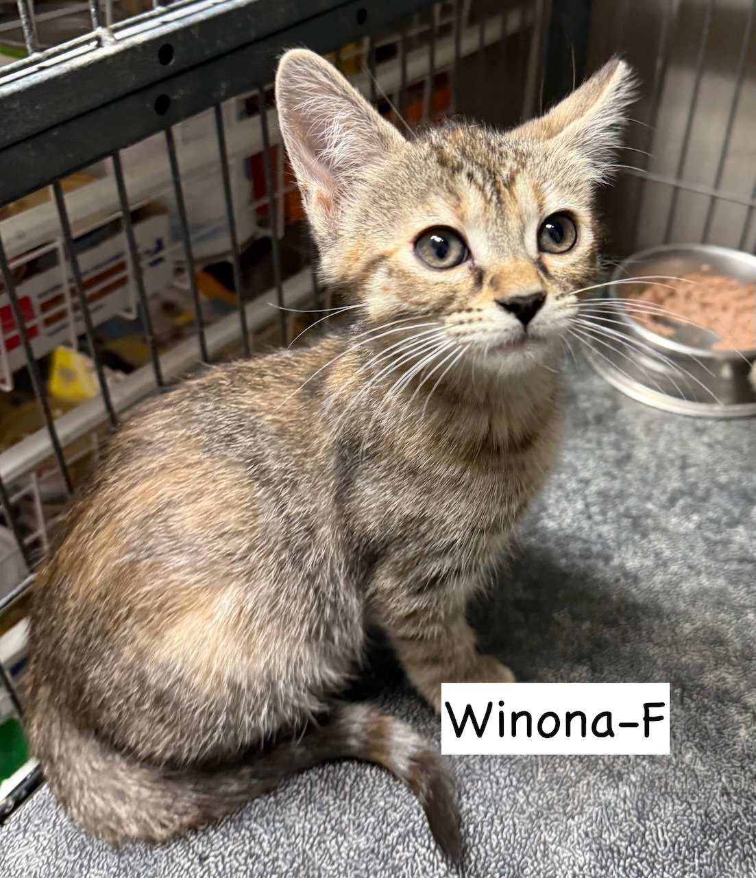 CAT-WINONA
