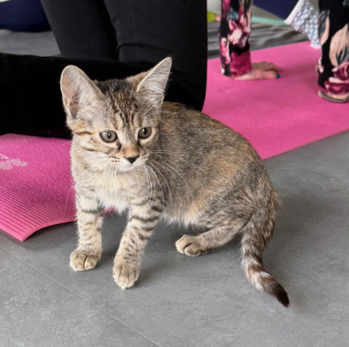 CAT-WINONA - Domestic Short Hair available for adoption