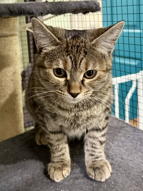 picture of the cat needing adoption