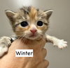 CAT-WINTER - Photo 5