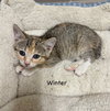 CAT-WINTER - Photo 3