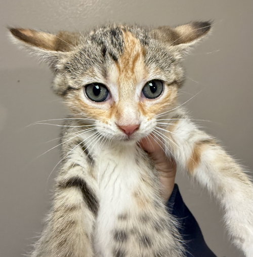 CAT-WINTER - Domestic Short Hair available for adoption