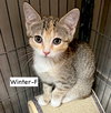 CAT-WINTER - Photo 1