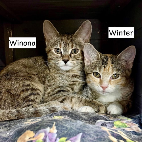 CAT-WINTER - Domestic Short Hair available for adoption