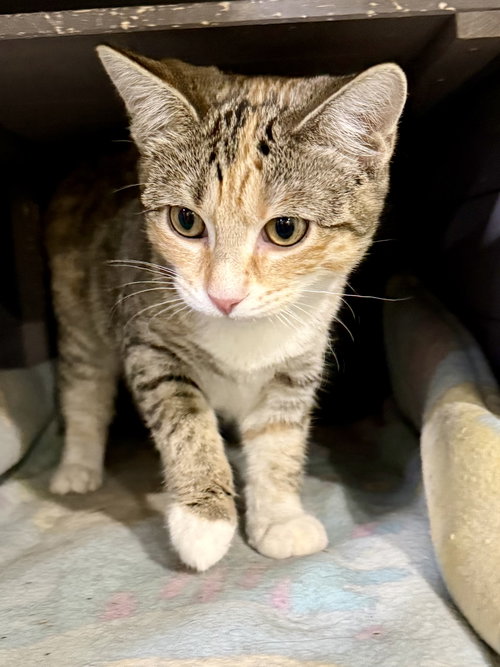 picture of the cat needing adoption