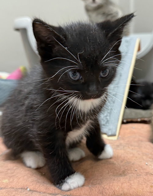 picture of the cat needing adoption