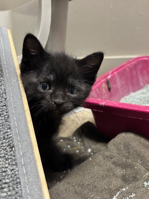 picture of the cat needing adoption