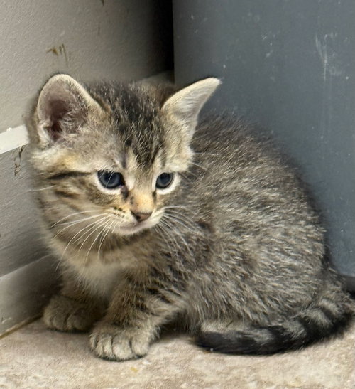 picture of the cat needing adoption