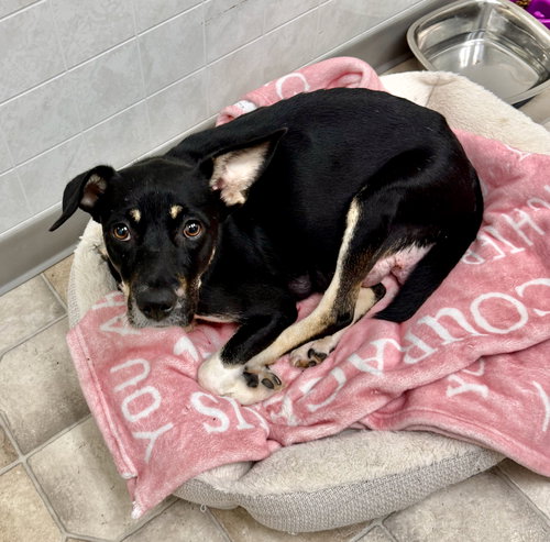 picture of the dog needing adoption