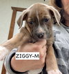 Ziggy - Photo 4