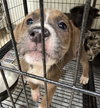 Ziggy - Photo 5